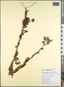 Picris hieracioides L., Caucasus, Krasnodar Krai & Adygea (K1a) (Russia)