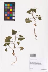 Fagopyrum tataricum (L.) Gaertn., Eastern Europe, North-Western region (E2) (Russia)
