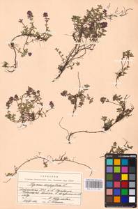 MHA 0 157 665, Thymus serpyllum L., Eastern Europe, Estonia (E2c) (Estonia)