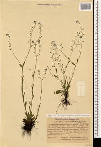 Myosotis lithospermifolia (Willd.) Hornem., Caucasus, Stavropol Krai, Karachay-Cherkessia & Kabardino-Balkaria (K1b) (Russia)