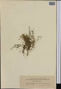 Sagina procumbens L., Western Europe (EUR) (Romania)