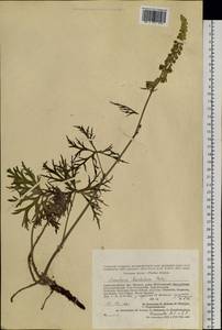 Aconitum barbatum Patrin ex Pers., Siberia, Altai & Sayany Mountains (S2) (Russia)