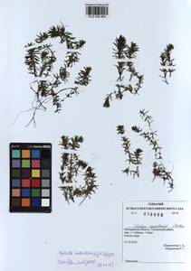 KUZ 026 460, Hydrilla verticillata (L.f.) Royle, Siberia, Altai & Sayany Mountains (S2) (Russia)