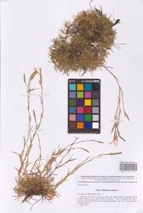 Dianthus arenarius L., Eastern Europe, Middle Volga region (E8) (Russia)