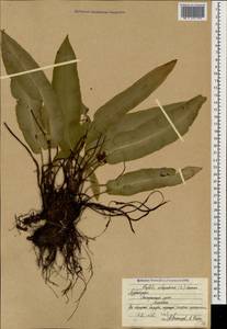 Asplenium scolopendrium subsp. scolopendrium, Caucasus, Azerbaijan (K6) (Azerbaijan)