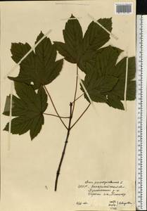 Acer pseudoplatanus L., Eastern Europe, West Ukrainian region (E13) (Ukraine)