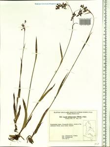 Luzula parviflora subsp. melanocarpa (Michx.) Hämet-Ahti, Siberia, Chukotka & Kamchatka (S7) (Russia)