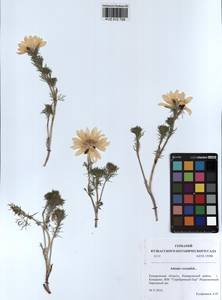 Adonis vernalis L., Siberia, Altai & Sayany Mountains (S2) (Russia)