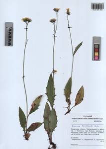 Hieracium korshinskyi Zahn, Siberia, Altai & Sayany Mountains (S2) (Russia)