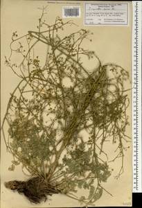 Pimpinella aurea DC., South Asia, South Asia (Asia outside ex-Soviet states and Mongolia) (ASIA) (Iran)