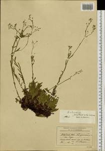 Eritrichium jacuticum Popov, Siberia, Yakutia (S5) (Russia)