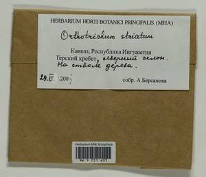 Lewinskya striata (Hedw.) F. Lara, Garilleti & Goffinet, Bryophytes, Bryophytes - North Caucasus & Ciscaucasia (B12) (Russia)