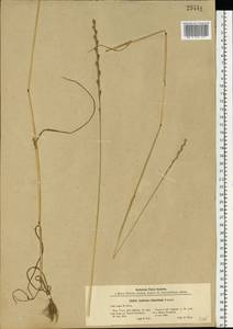 Lolium remotum Schrank, Eastern Europe, North-Western region (E2) (Russia)