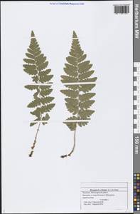 Dryopteris cristata (L.) A. Gray, Eastern Europe, Middle Volga region (E8) (Russia)