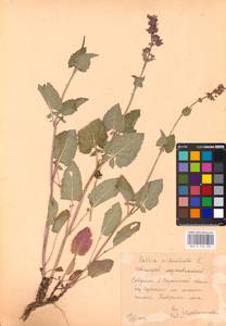 MHA 0 156 483, Salvia verticillata L., Eastern Europe, Central forest-and-steppe region (E6) (Russia)