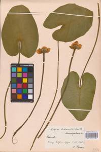 Nuphar lutea (L.) Sm., Eastern Europe, North-Western region (E2) (Russia)