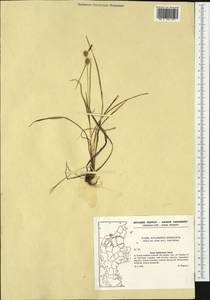 Carex lepidocarpa Tausch, Western Europe (EUR) (Denmark)