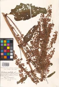 Rumex confertus Willd., Eastern Europe, Moscow region (E4a) (Russia)