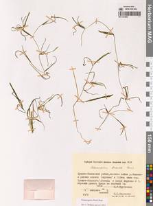 Potamogeton friesii Rupr., Siberia, Yakutia (S5) (Russia)