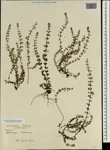 Micromeria biflora (Buch.-Ham. ex D.Don) Benth., South Asia, South Asia (Asia outside ex-Soviet states and Mongolia) (ASIA) (China)