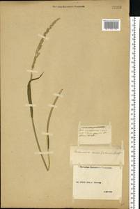 Beckmannia eruciformis (L.) Host, Eastern Europe, Middle Volga region (E8) (Russia)