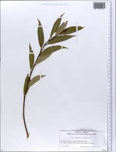 Salix ×meyeriana Rostk. ex Willd., Eastern Europe, Moscow region (E4a) (Russia)