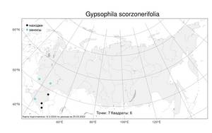 Gypsophila scorzonerifolia Ser., Atlas of the Russian Flora (FLORUS) (Russia)