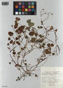 KUZ 000 743, Trifolium repens L., Siberia, Altai & Sayany Mountains (S2) (Russia)