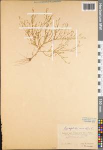 Psammophiliella muralis (L.) Ikonn., Eastern Europe, Central region (E4) (Russia)