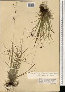 Carex delicata C.B.Clarke, Mongolia (MONG) (Mongolia)