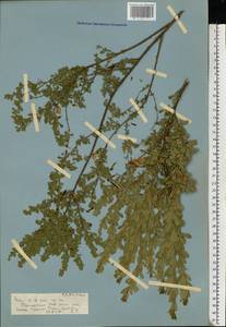 Caragana frutex (L.)K.Koch, Eastern Europe, Rostov Oblast (E12a) (Russia)