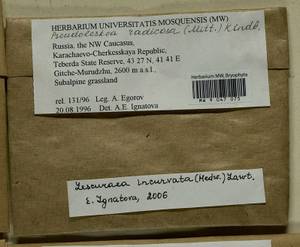 Lescuraea incurvata, Bryophytes, Bryophytes - North Caucasus & Ciscaucasia (B12) (Russia)