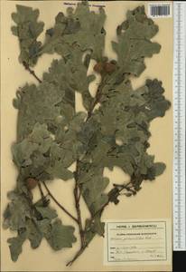 Quercus robur subsp. pedunculiflora (K.Koch) Menitsky, Western Europe (EUR) (Romania)