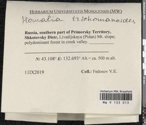 Homalia trichomanoides (Hedw.) Brid., Bryophytes, Bryophytes - Russian Far East (excl. Chukotka & Kamchatka) (B20) (Russia)