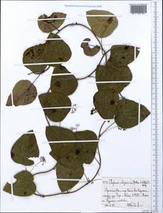 Stephania abyssinica (Quart.-Dill. & A. Rich.) Walp., Africa (AFR) (Ethiopia)