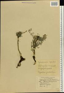 Astragalus cornutus Pall., Eastern Europe, North Ukrainian region (E11) (Ukraine)