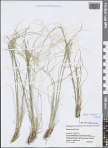 Stipa ucrainica P.A.Smirn., Crimea (KRYM) (Russia)