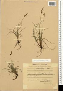 Carex liparocarpos subsp. bordzilowskii (V.I.Krecz.) T.V.Egorova, Caucasus, Armenia (K5) (Armenia)