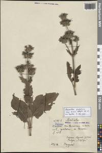 Phlomoides pratensis (Kar. & Kir.) Adylov, Kamelin & Makhm., Middle Asia, Northern & Central Tian Shan (M4) (Kazakhstan)