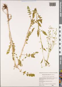 Rorippa barbareifolia (A. DC.) Kitag., Siberia, Russian Far East (S6) (Russia)