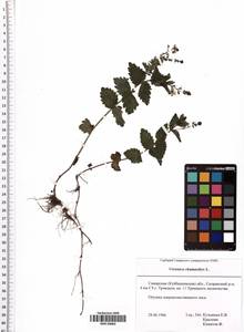 Veronica chamaedrys L., Eastern Europe, Middle Volga region (E8) (Russia)