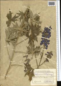 Delphinium dictyocarpum DC., Middle Asia, Northern & Central Kazakhstan (M10) (Kazakhstan)