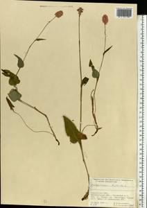 Bistorta officinalis subsp. officinalis, Eastern Europe, West Ukrainian region (E13) (Ukraine)