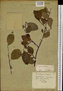 Salix taraikensis Kimura, Siberia, Russian Far East (S6) (Russia)