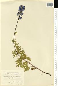 Delphinium cuneatum Stev. ex DC., Eastern Europe, Moscow region (E4a) (Russia)