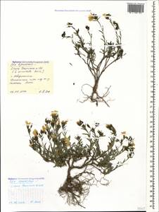 Linum tauricum, Caucasus, Black Sea Shore (from Novorossiysk to Adler) (K3) (Russia)