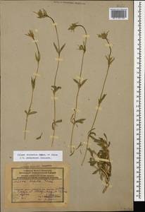 Silene sisianica Boiss. & Buhse, Caucasus, Azerbaijan (K6) (Azerbaijan)