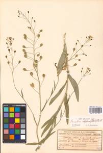 Camelina alyssum (Mill.) Thell., Eastern Europe, Moscow region (E4a) (Russia)