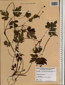 Ranunculus repens L., Siberia, Central Siberia (S3) (Russia)