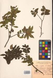 Ilex rugosa F.Schmidt, Siberia, Russian Far East (S6) (Russia)